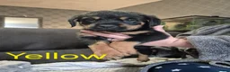 Rottweiler dogs for sale: Rottweiler Puppies Looking for Their Forever Homes - Advert 37