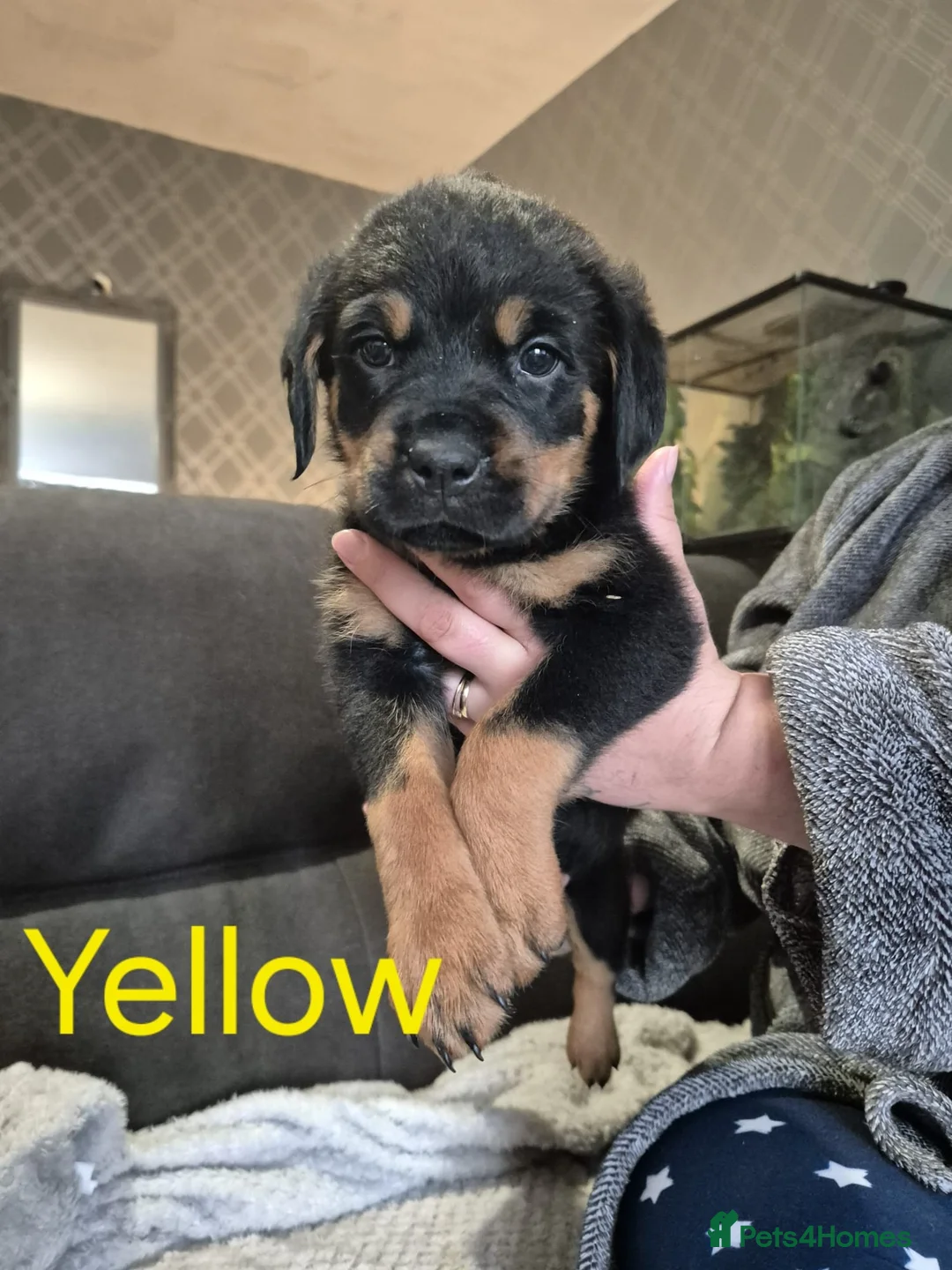 Rottweiler dogs for sale: Rottweiler Puppies Looking for Their Forever Homes - Advert 37