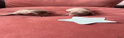Chihuahua dogs for sale: Chihuahua puppies  - Advert 6