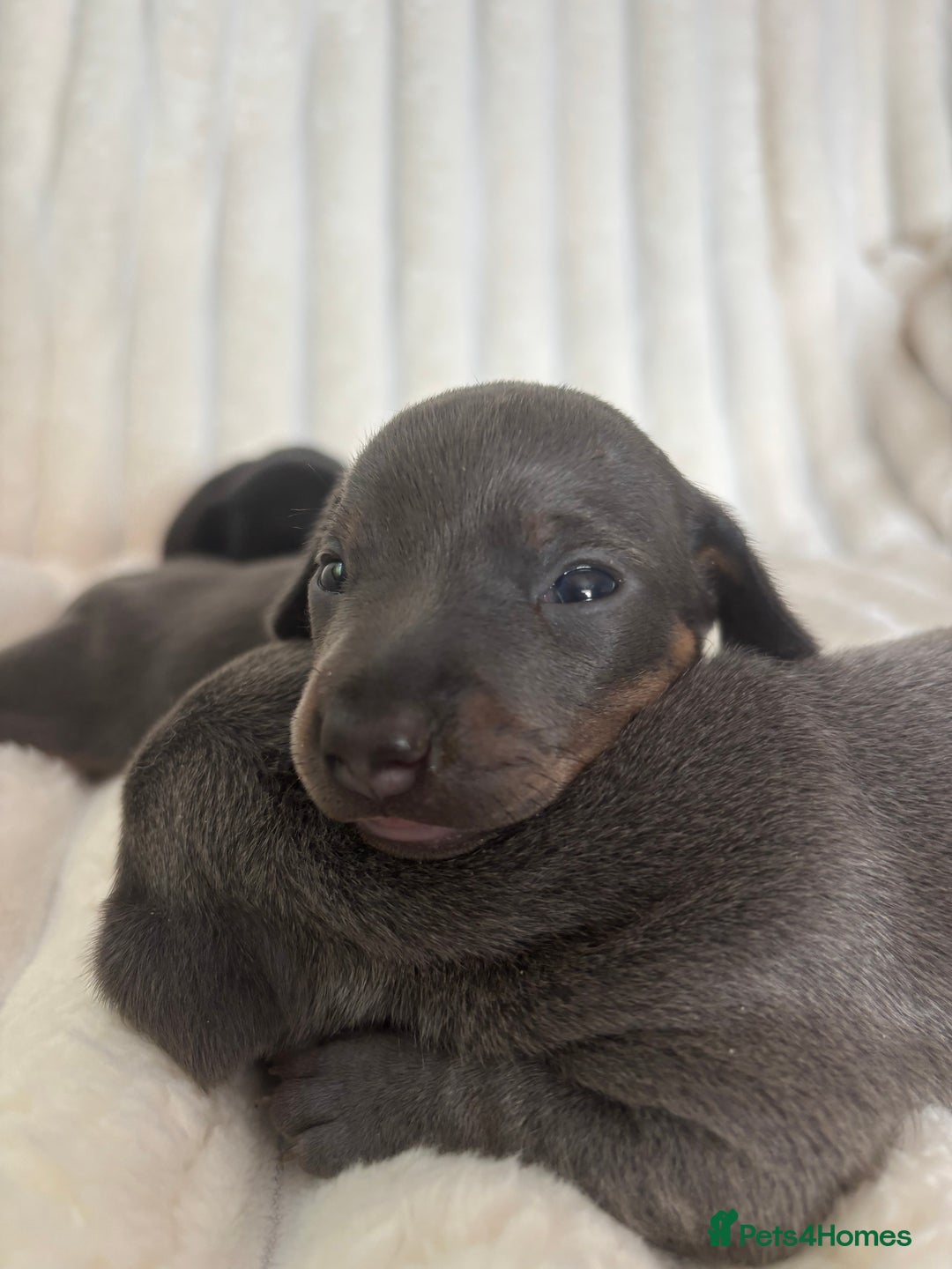 Miniature Dachshund dogs for sale: Stunning miniature dachshunds - Image 17