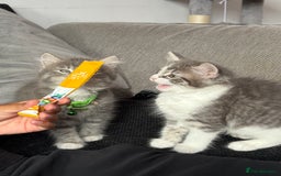 British Shorthair cats for sale: Last one left grey and white female  - Image 23