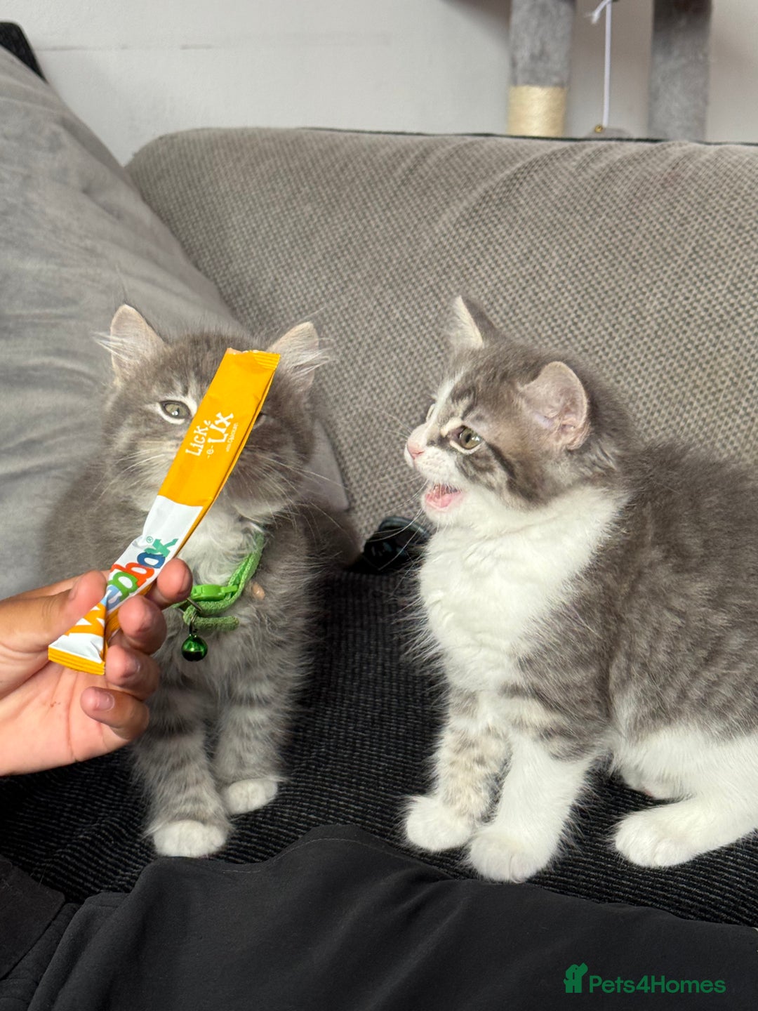 British Shorthair cats for sale: Last one left grey and white female  - Image 23