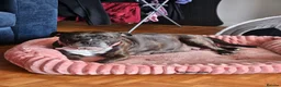 Mixed Breed dogs for sale: Fluffy staffies in Eastleigh - Advert 6