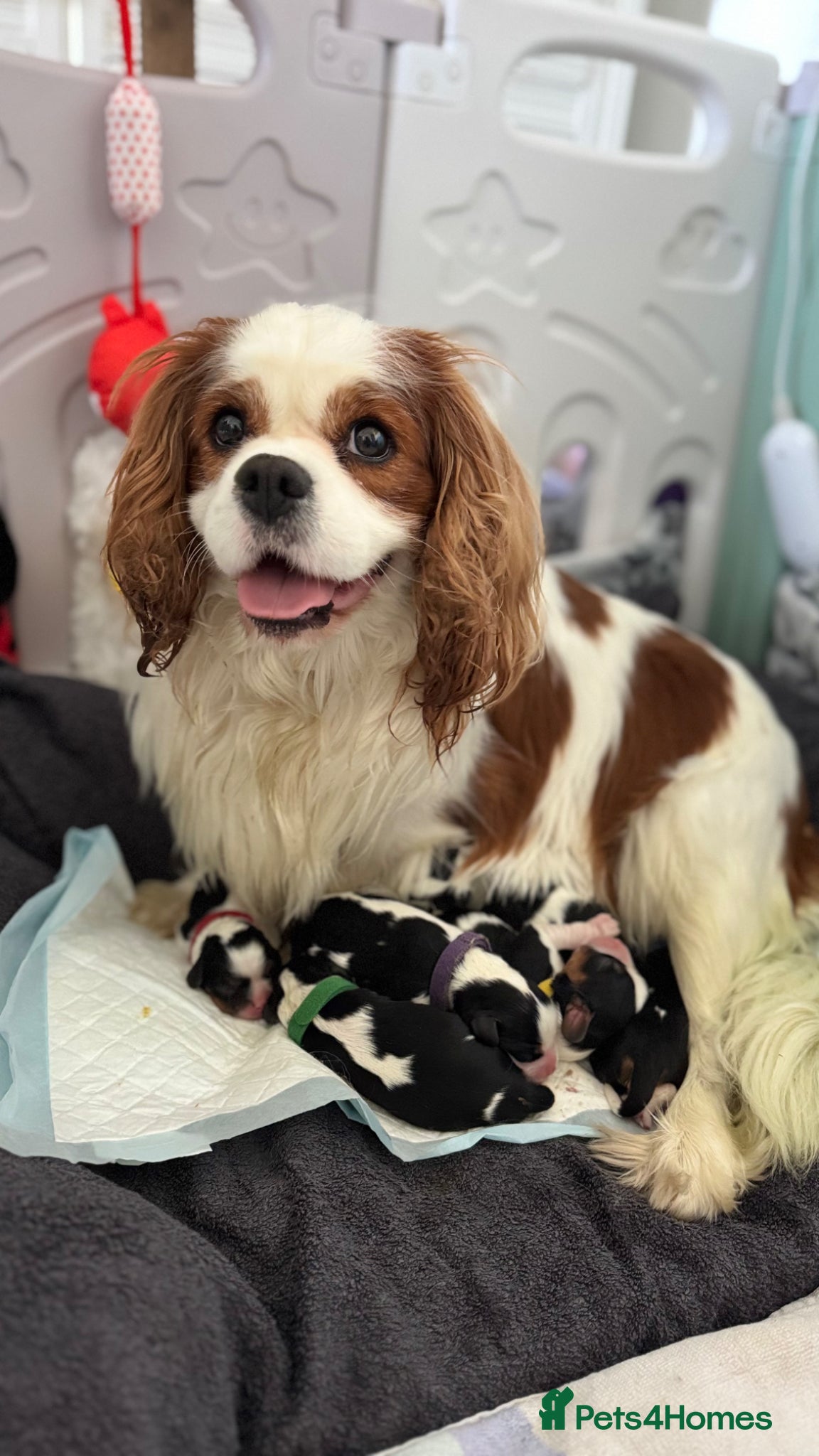 Cavalier King Charles Spaniel dogs Beautiful KC Cavalier King Charles Spaniel Puppies - Advert 2