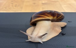 Snails invertebrates for sale: SILVER LEUCISTIC OVUMS TANK STARTER KIT IREDALEI  - Image 4