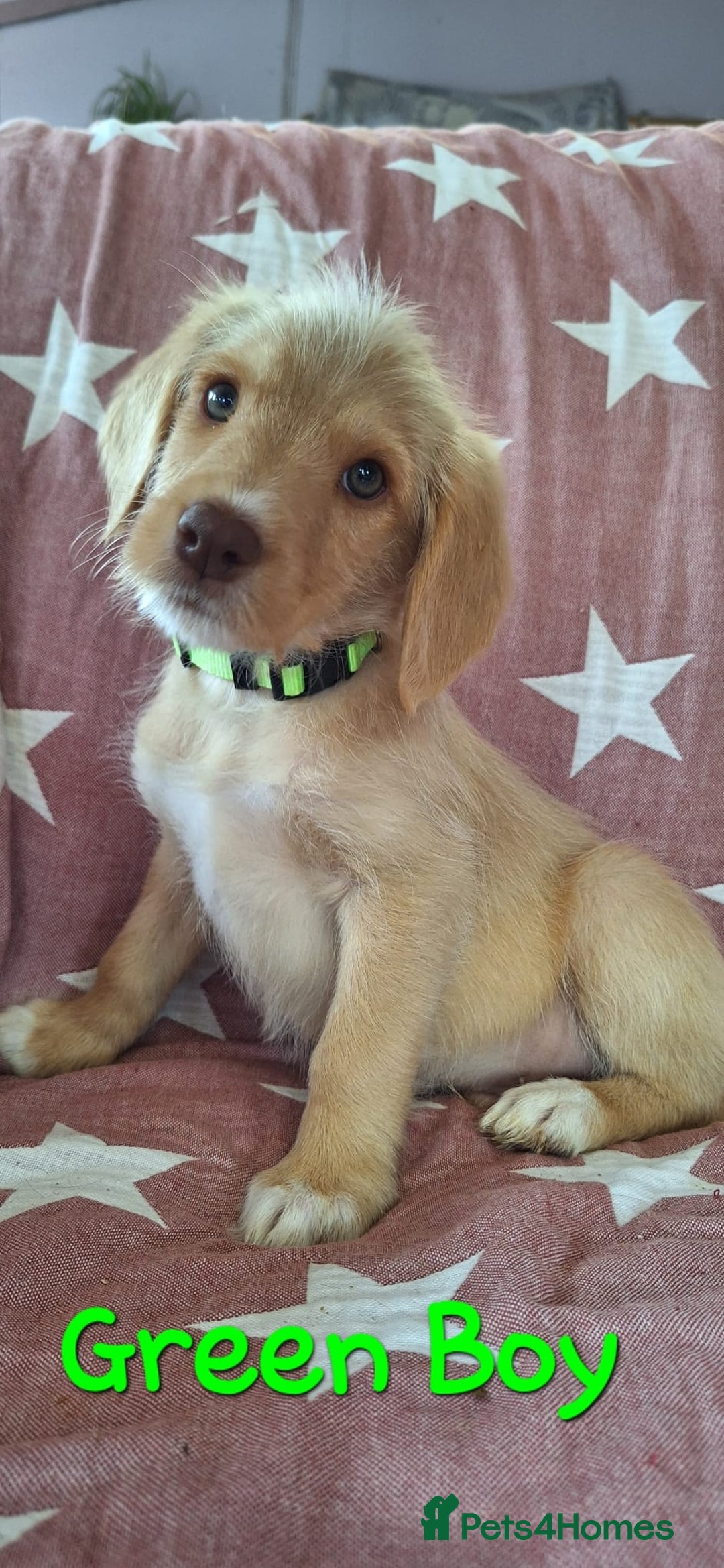 Labradoodle dogs for sale: BEAUTIFUL LABRADOODLE PUPPIES READY NOW  - Image 6