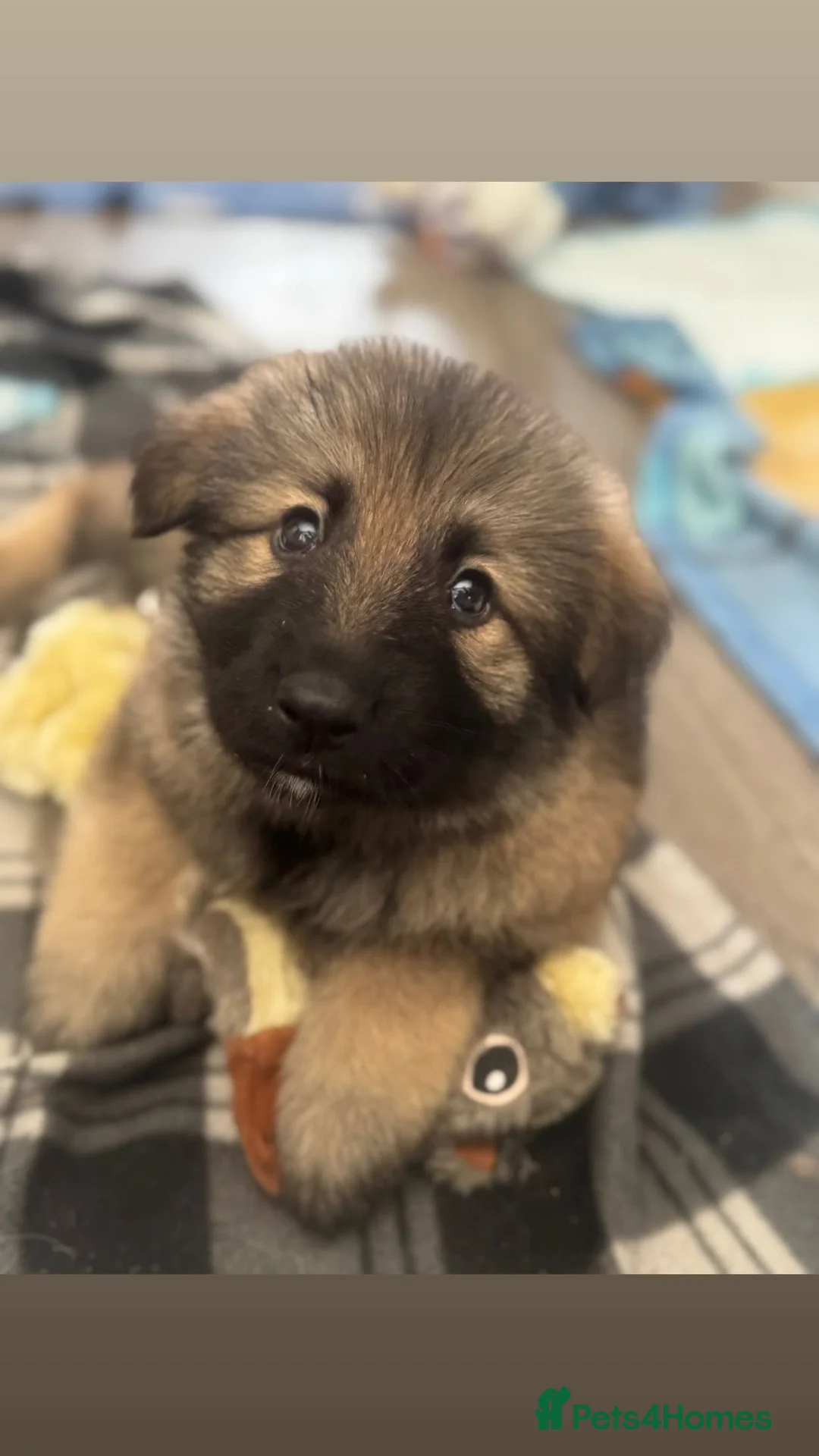 German Shepherd dogs for sale: German shepherd male puppys in Aberdeen - Advert 6