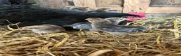 Chickens poultry for sale: French maran 7 cream leg bar chicks - Advert 6