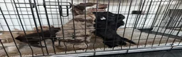 Cockapoo dogs for sale: Stunning cockapoos  - Advert 25