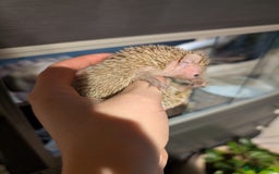 Pygmy Hedgehog rodents for sale: Tenrec / lesser hedgehog  - Image 4