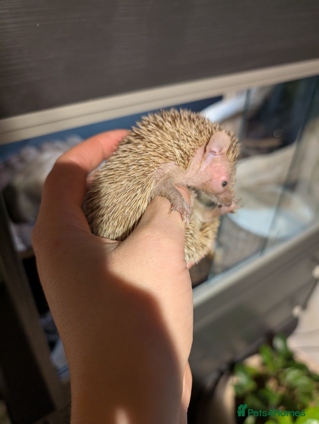 Pygmy Hedgehog rodents for sale: Tenrec / lesser hedgehog  - Image 4