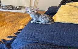 Bengal cats for sale: Silver charcoal bengals pets/queens/studs - Image 2