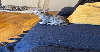 Bengal cats - Advert 9