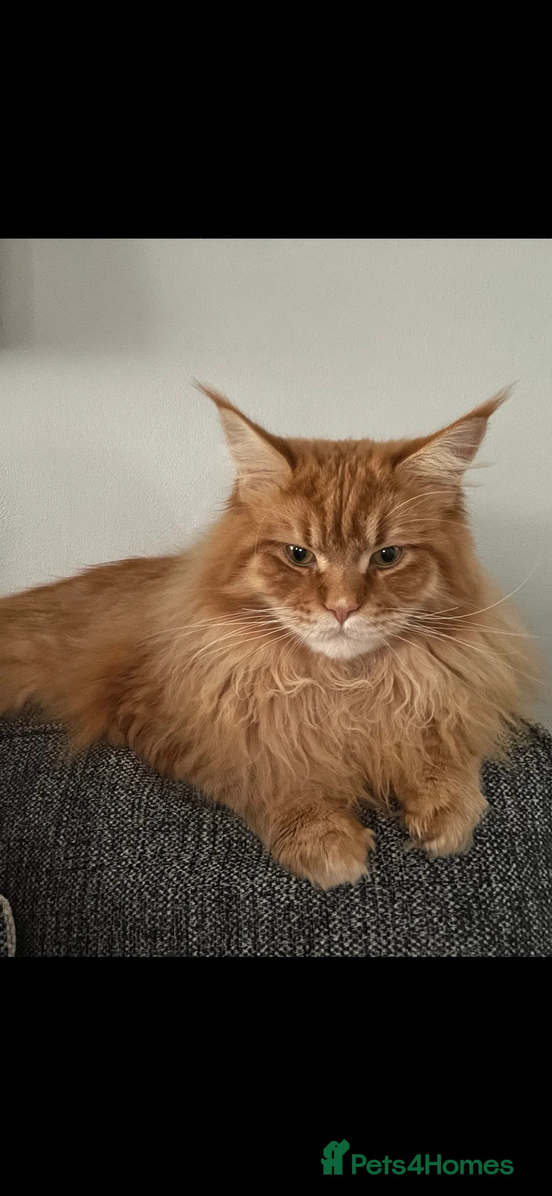 Maine Coon cats for stud: Maine coon available stud duties only xxl in Rochdale - Advert 6