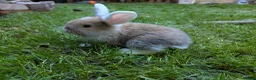 French Lop rabbits for sale: 5 lops available  - Advert 5