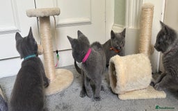 Russian Blue cats for sale: Russian Blue Kittens  in Lanark - Image 10