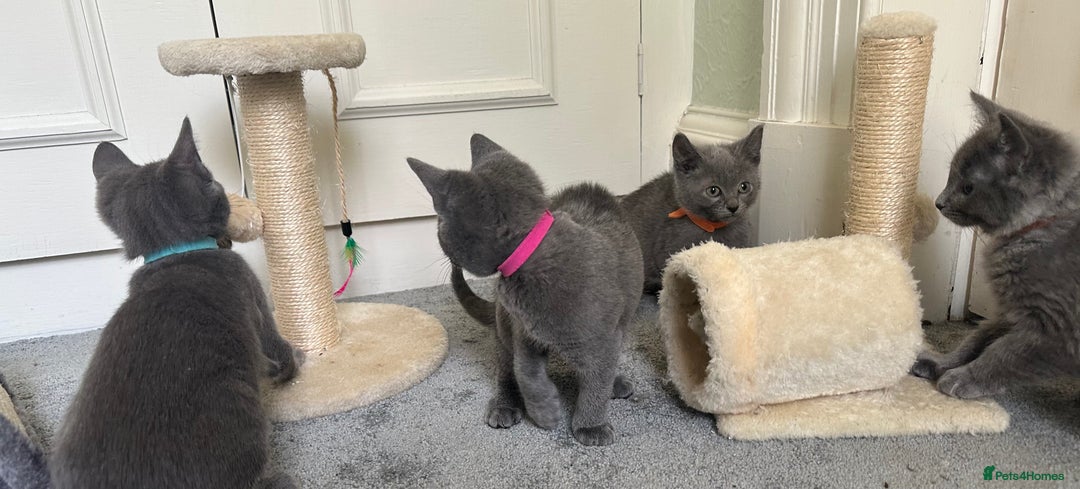 Russian Blue cats for sale: Russian Blue Kittens  in Lanark - Image 10