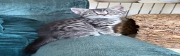 British Shorthair cats for sale: Silver Spotted British Shorthair Kittens - Advert 21