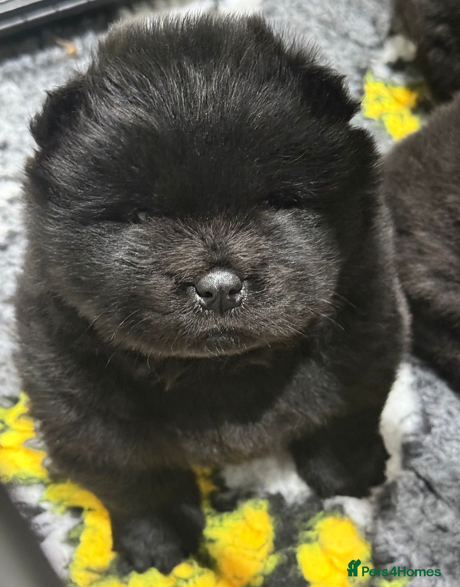 Chow Chow dogs 2 FEMALE stunning black 🖤 baby Chow Chow’s - Advert 10