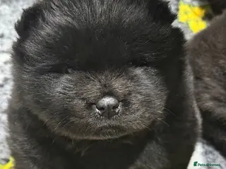 Chow Chow dogs 2 FEMALE stunning black 🖤 baby Chow Chow’s - Advert 3