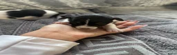 Jack Russell dogs for sale: Traditional shot legged jack rusells - Advert 6