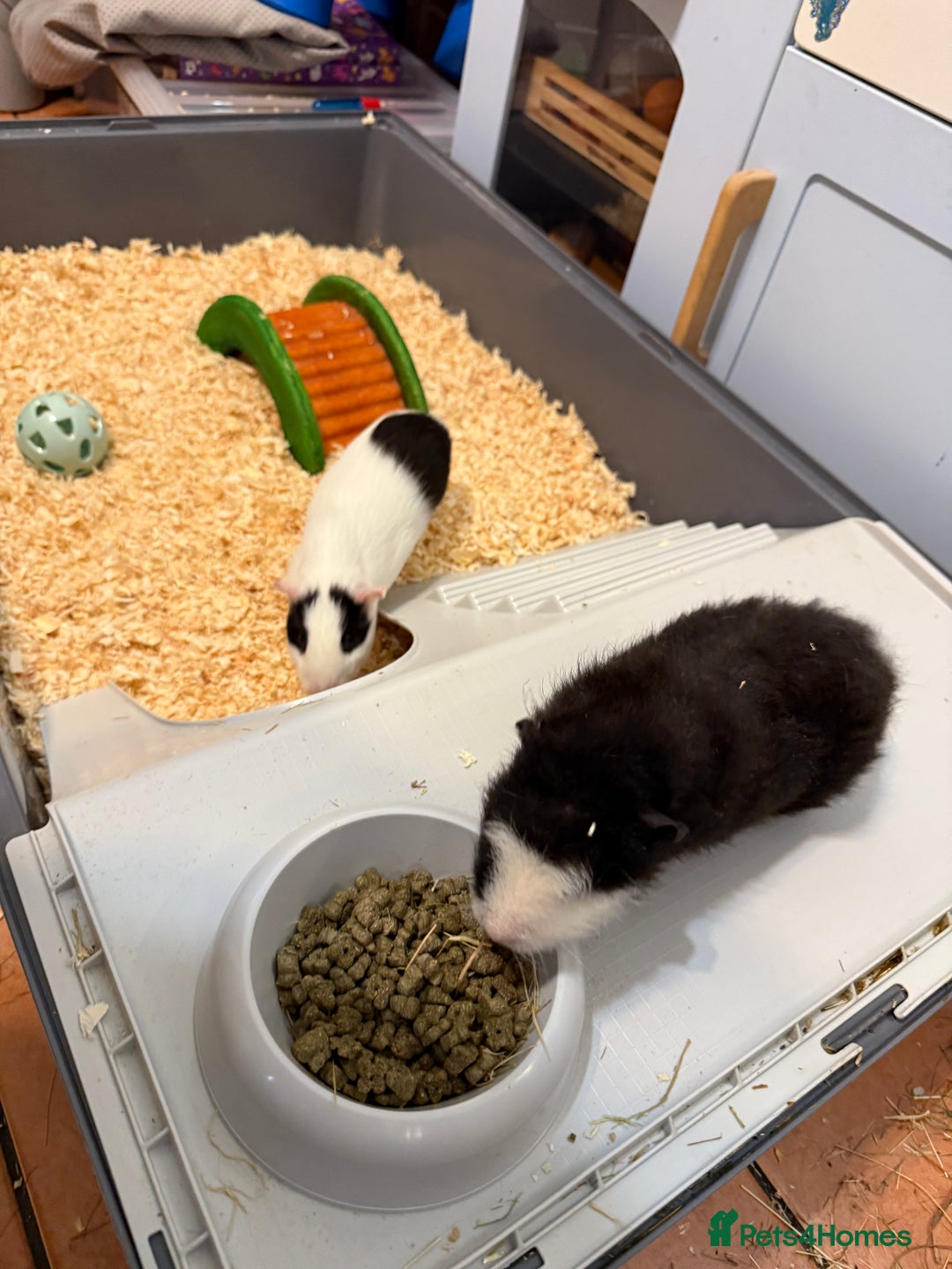 Guinea Pig rodents for sale: 2 Male Guinea Pigs - Image 2