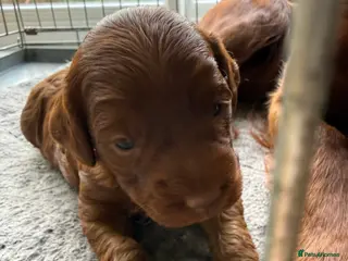 Cockapoo dogs Female Cockerpoo - Advert 4