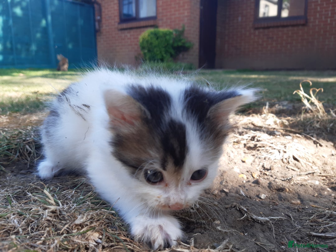 Mixed Breed cats for sale: 6 Kittens Available to take home today 😸  - Image 13