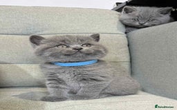 British Shorthair cats for sale: Chunky British Shorthair Blue Kittens 🐱💙 - Image 22