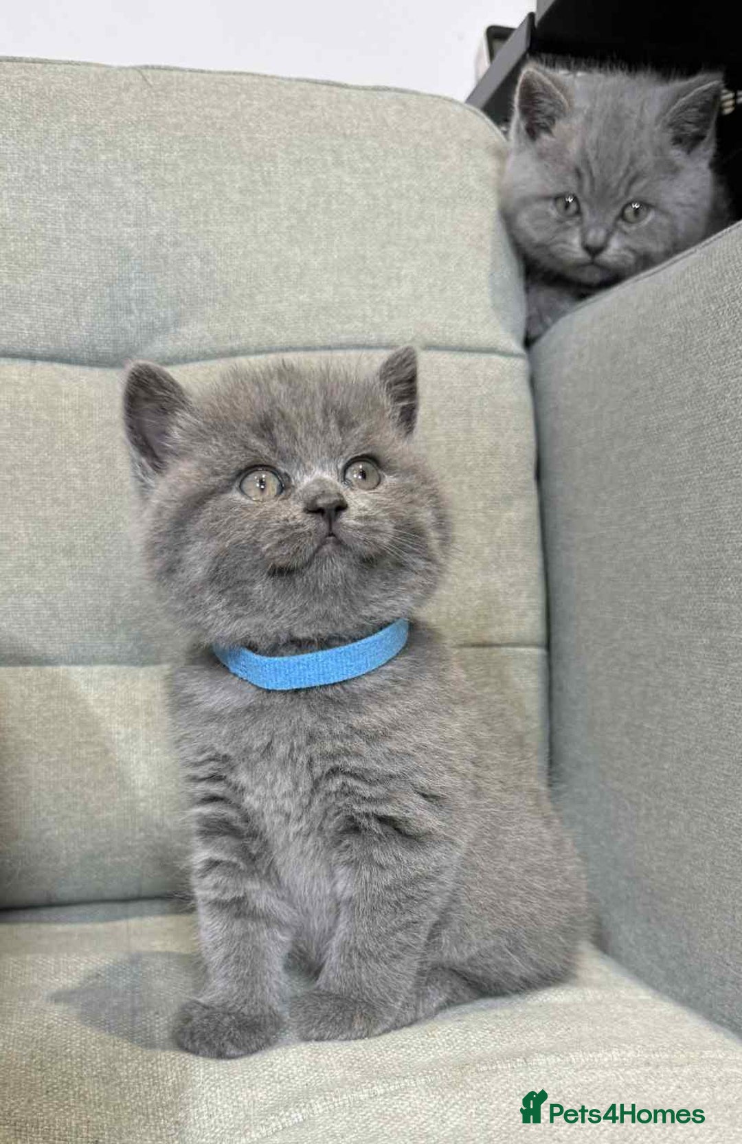 British Shorthair cats for sale: Chunky British Shorthair Blue Kittens 🐱💙 - Image 22