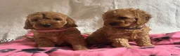 Cockapoo dogs for sale: Cockapoo puppies  - Advert 12