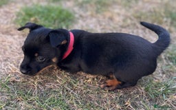 Lancashire Heeler dogs for sale: 6 Pedigree Lancashire Heeler Dogs for sale. - Image 7