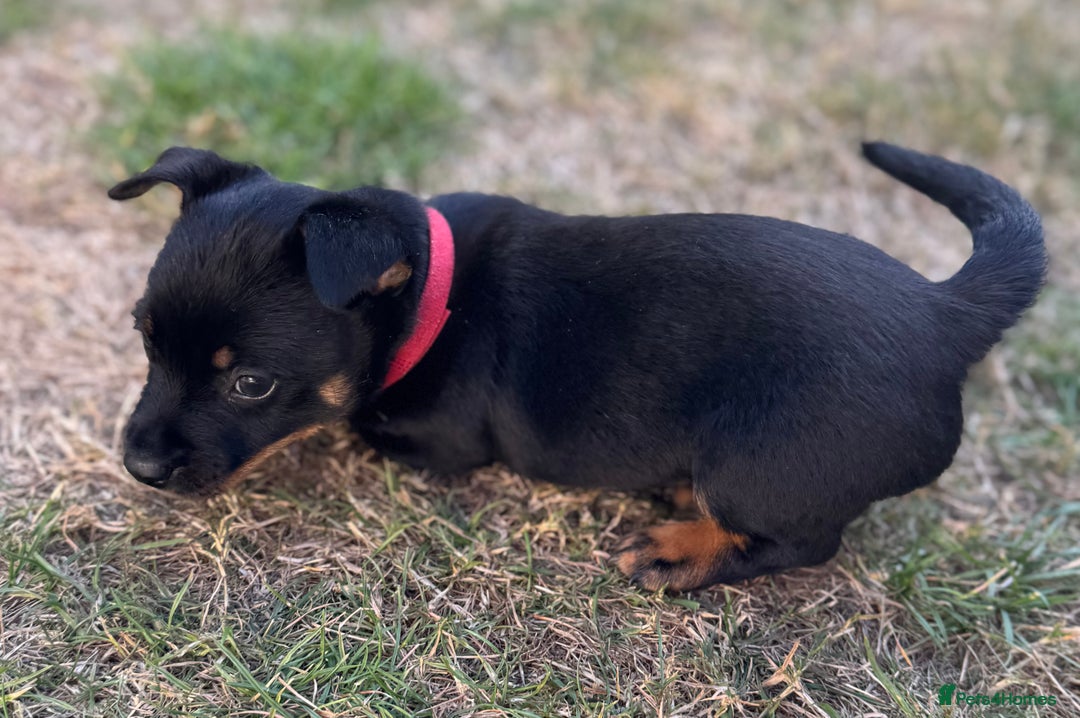 Lancashire Heeler dogs for sale: 6 Pedigree Lancashire Heeler Dogs for sale. - Image 7