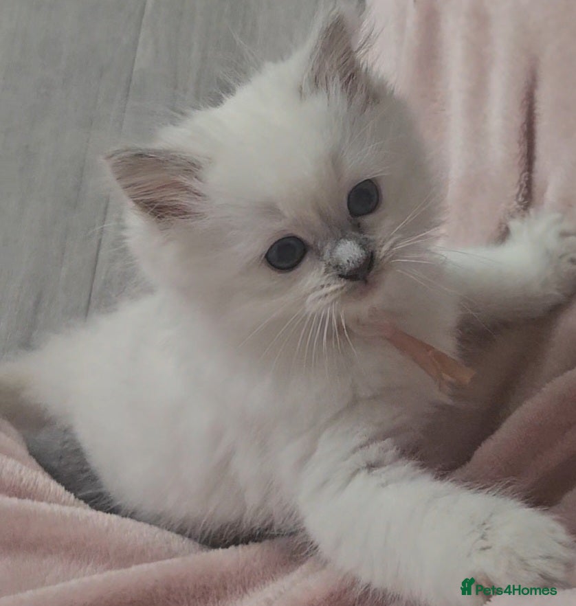 Ragdoll cats Lilac tica registered ragdolls - Advert 5