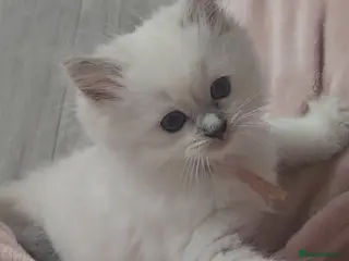 Ragdoll cats Lilac tica registered ragdolls - Advert 5