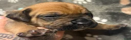 Mastiff dogs for sale: Mastiff hybrids  in Lancing - Advert 4