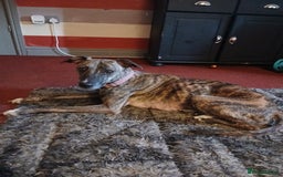 Mixed Breed dogs for sale: Lurcher cross begel  - Image 1