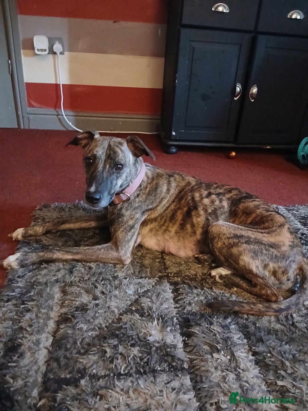 Mixed Breed dogs for sale: Lurcher cross begel  - Image 1
