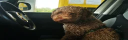 Lagotto Romagnolo dogs for stud: Meet Pesto - KC Lagotto at stud in London - Advert 6