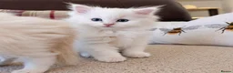 Ragdoll cats for sale: Beautiful Ragdoll Kittens  - Advert 5