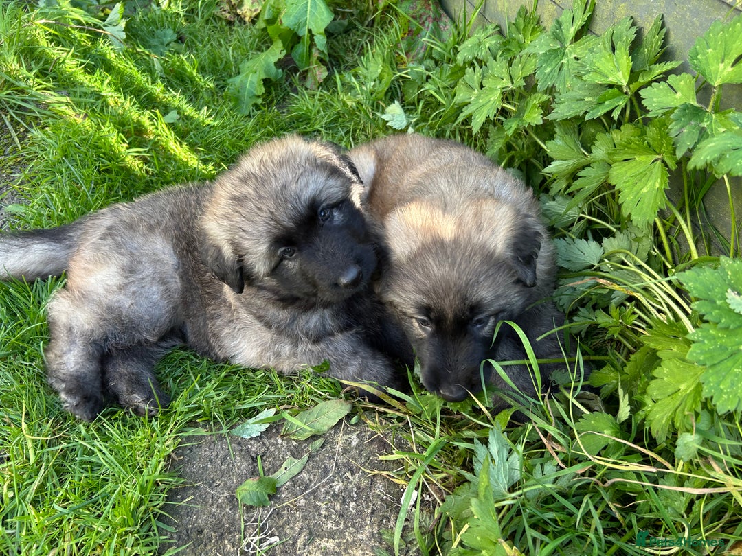 German Shepherd dogs for sale: KC Long Coats Ready To Leave Soon!  - Image 19
