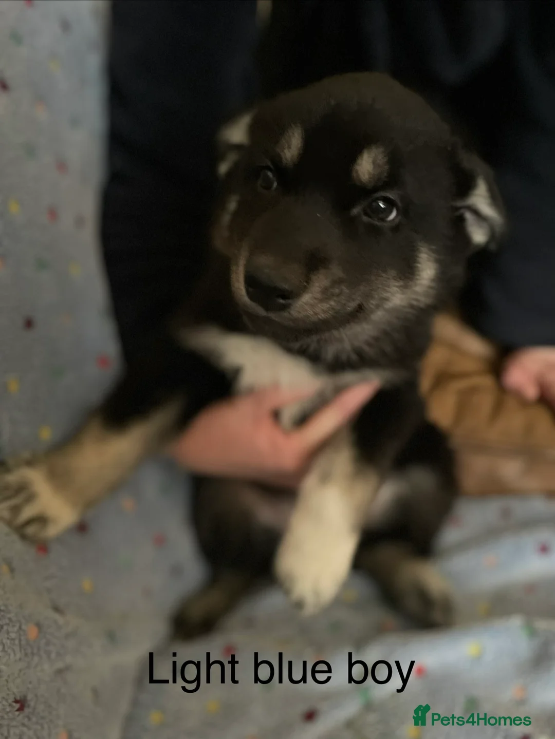 Shepsky dogs for sale: Shepsky babies READY NEXT WEEK  - Advert 6