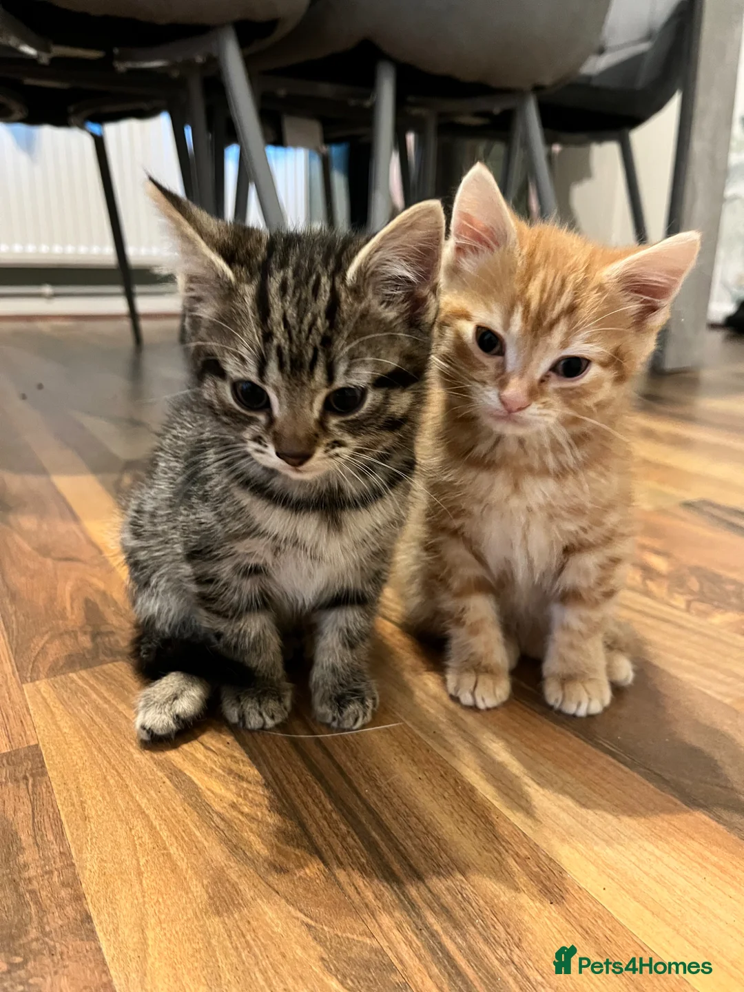 Mixed Breed cats for sale: 2 adorable little kittens  in Middlewich - Advert 1