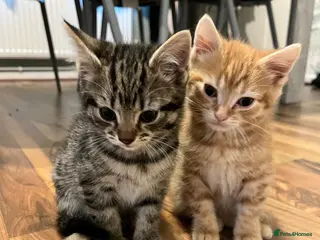 Mixed Breed cats 2 adorable little kittens - Advert 4