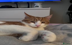 Domestic Shorthair cats for sale: Gorgeous Male Domestic Shorthair Tabby - Image 14