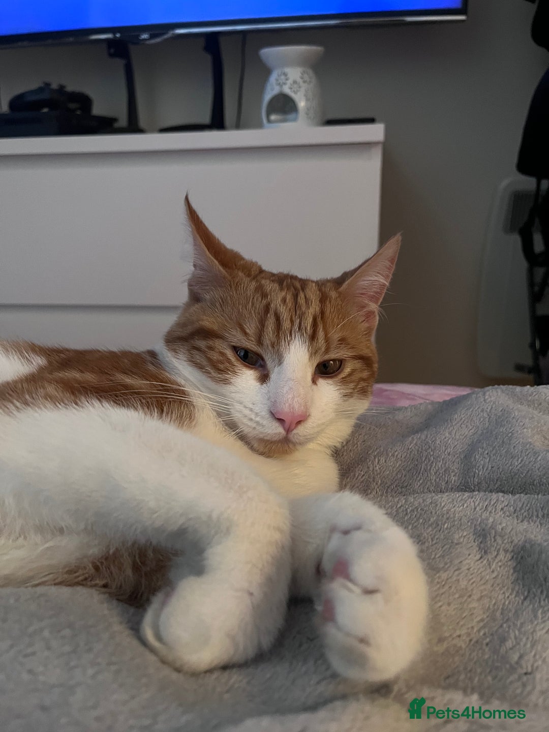 Domestic Shorthair cats for sale: Gorgeous Male Domestic Shorthair Tabby - Image 14