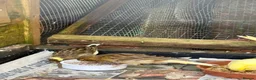 Canaries birds for sale: Fife Canaries - all born this year  - Advert 5