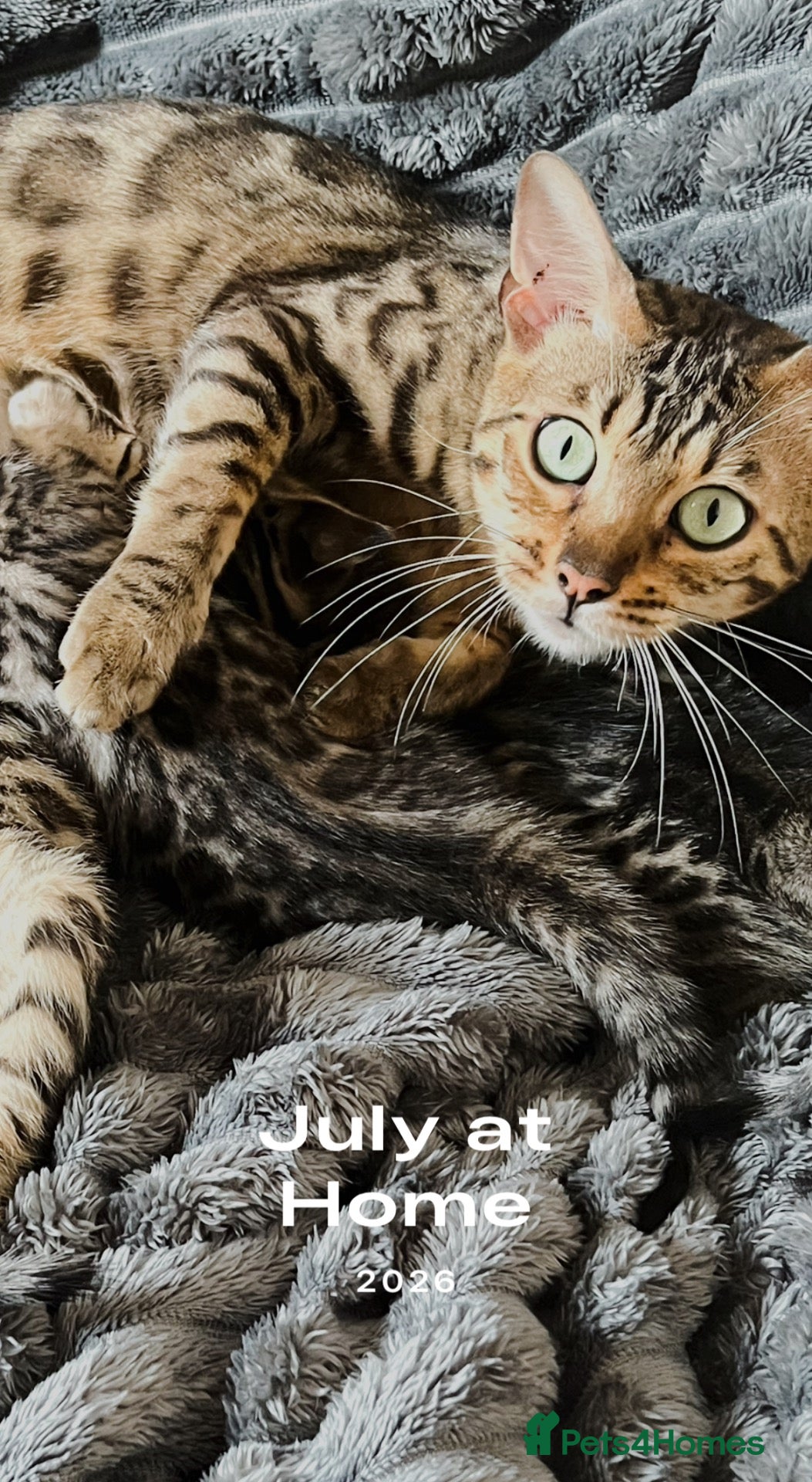 Bengal cats 2 year old glittery pearl  - Advert 1