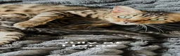 Bengal cats for sale: 2 year old glittery pearl  - Advert 1
