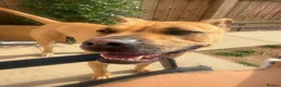 Mixed Breed dogs for sale: mastiff sharpei in Loughborough - Advert 3